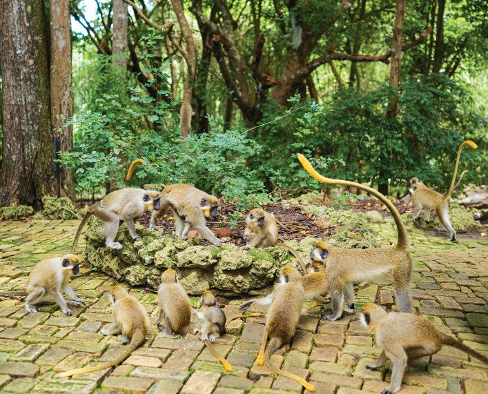 Barbados Wildlife Reserve, Saint Peter, Barbados